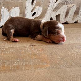 Boy 2 dapple - Dapple male Dachshund puppy in Nacogdoches, Texas from S7 Dachsunds