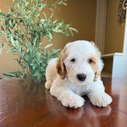 Colin - Parti male Goldendoodle puppy in Barstow, California from Golden Desert Doodles
