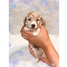 Snowman - Cream male Goldendoodle puppy in Kissimmee, Florida from Poodle Doodle Kennels