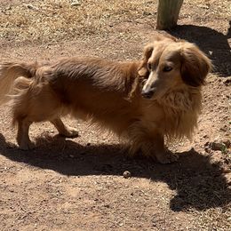 Dachshunds from Eddy’s Mini Doxies
