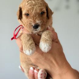 Red - Cream female Goldendoodle puppy in New Britain, Connecticut from Goldendoodles Stars LLC
