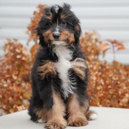 October (trained puppy) - Tri-color male Bernedoodle puppy in Dundee, Ohio from Down Home Doodle
