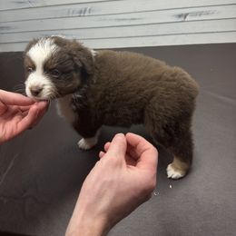Miniature American Shepherd Puppies from Premiere Minis