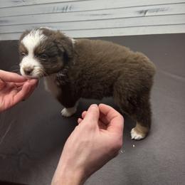 Miniature American Shepherd Puppies from Premiere Minis