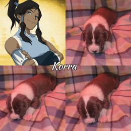 Korra - Mantle female Great Dane puppy in Pollock, Louisiana from Danes Done Right