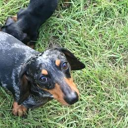 Dachshunds from Purebred Dachshunds