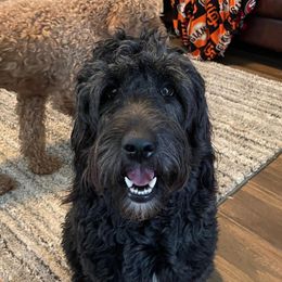 Malibu - Goldendoodle