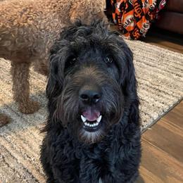 Malibu - Goldendoodle
