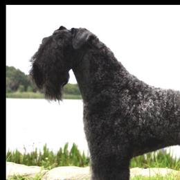 Kerry Blue Terriers and Lakeland Terriers from Kerifield Blue Terriers