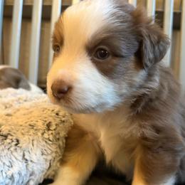 Ash - Red tri-color male Miniature American Shepherd puppy in Phoenix, Arizona from Outlaw Minis