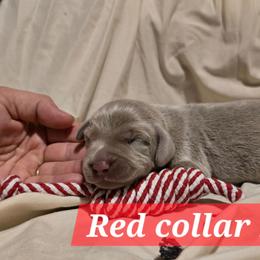 Sold - Gray male Weimaraner puppy in Frostproof, Florida from Waggin' Weims