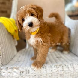 Australian Labradoodle Puppies from Pinnacle Labradoodles