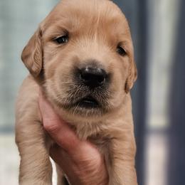 Ms. Red - Light golden female Golden Retriever puppy in Mocksville, North Carolina from Hunting Creek Kennels & Farm