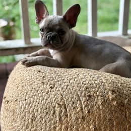 Fawn Girl - Fawn and white female French Bulldog puppy in Lewisburg, Tennessee from Boujie Bullies & Frenchie’s
