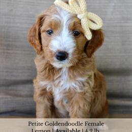Lemon - Red  female Goldendoodle puppy in Comanche, Texas from Central Texas Doodles, LLC.