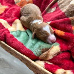 Cindy Lou - Red  female Goldendoodle puppy in Warsaw, Ohio from Lovabledoodles