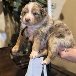 Black collar - Red merle female Australian Shepherd puppy in Greenville, Texas from Huneycutt Wiggles