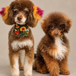 Poodle puppies from The Douglas Dudes