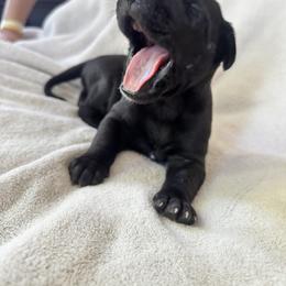 Lucy - Black female Great Dane puppy in Littleton, Colorado from Denver Danes