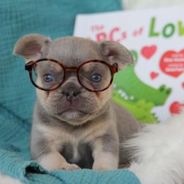Lilac boy - Blue male French Bulldog puppy in Piedmont, Oklahoma from 5A Frenchies