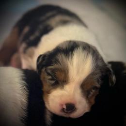 Girl 4: Blue Merle - Blue merle female Australian Shepherd puppy in St. Paul, Oregon from Raybell Ridge Farm