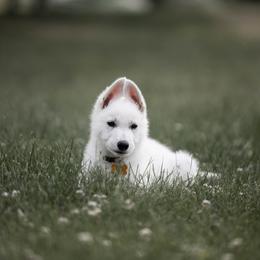 Berger Blanc Suisse Puppies from Fireside Fernweh Kennels