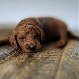 Bernedoodle, Goldendoodle, Poodle, and Sheepadoodle Puppies from Kerr Kanine Ranch
