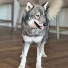 Indica - Siberian Husky