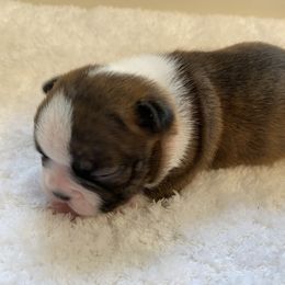 Jameson - Boston Terrier puppy from Boston Kup Breeders