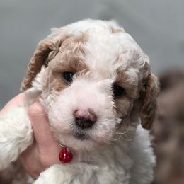 Colt Red - Parti male Goldendoodle puppy in Vernon, Texas from Sugarland's Texas Goldendoodles