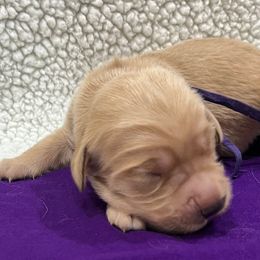 Erica - Golden female Golden Retriever puppy in Pueblo, Colorado from GR8 Goldens