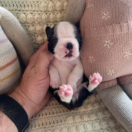Teddy - Black and white male Boston Terrier puppy in Tampa, Florida from Bayshore Boston Terrier’s