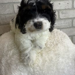 Magnolia - Black and white female Cockapoo puppy in Mississippi from Ewing Acres