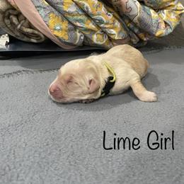 Girl 1 - Golden Golden Retriever puppy in Argyle, Texas from Randalls Golden Retrievers