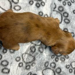 Elain - Red female Dachshund puppy in Park Hills, Missouri from Ozark Miniature Dachshunds