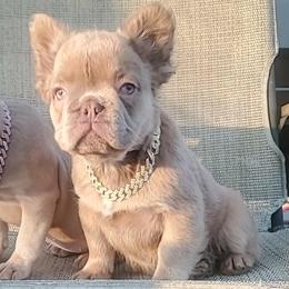 Boy 1 - male French Bulldog puppy in Blueridge, Georgia from Limited Edition Bulldogs