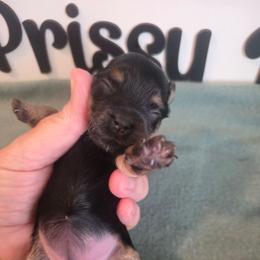 Girl 1 - Black and gold female Yorkshire Terrier puppy in Clermont, Florida from Bella's Prissy Butts