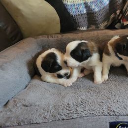Saint Bernard Puppies from Middle Georgia Saints