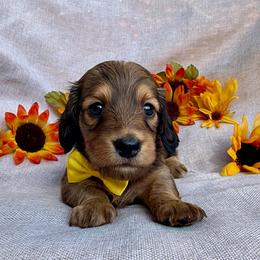 Acadia - Red female Dachshund puppy in Michigan from Hidden Haven Dachshunds