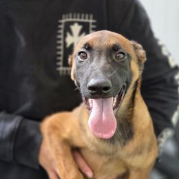 Cutie - Fawn female Belgian Malinois puppy in Sherman Oaks, California from Andy's Elite K9