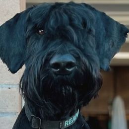 Giant Schnauzers from Desert Dusted Giants