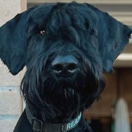 Giant Schnauzers from Desert Dusted Giants