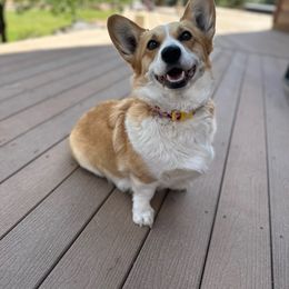 Dolly - Pembroke Welsh Corgi