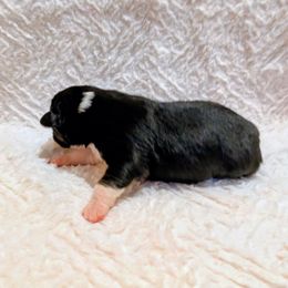 Darjeeling - Black tri-color female Australian Shepherd puppy in California from Skiba Aussies
