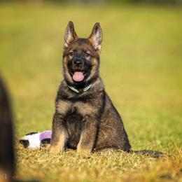 German Shepherd Puppies from Sommerfeld German Shepherds