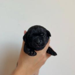 Girl - Black female Labrador Retriever puppy in Lonsdale, Minnesota from Cedar Ridge Labradors