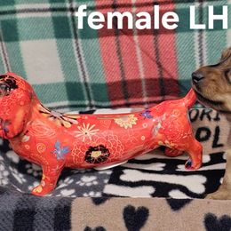 Dachshund Puppies from Briarwood Dachshunds