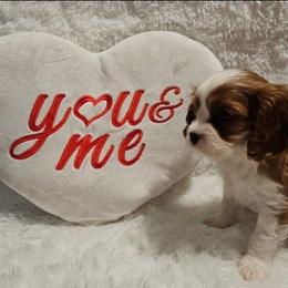 Hermey - Blenheim male Cavalier King Charles Spaniel puppy in Rochelle, Illinois from Lakeview Cavaliers