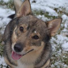 Rolston - Swedish Vallhund
