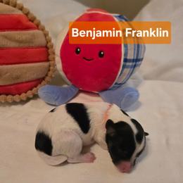 Benjamin - Parti male Yorkipoo puppy in San Diego, California from TheSocialk9